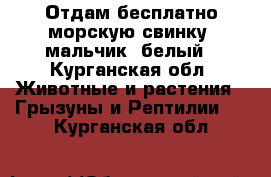 Отдам бесплатно морскую свинку, мальчик, белый - Курганская обл. Животные и растения » Грызуны и Рептилии   . Курганская обл.